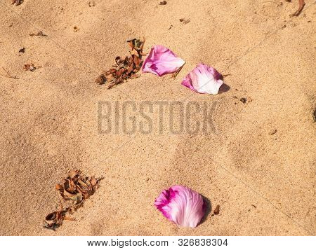 Rose Petals On Sand As Nature Background. Copy Space.