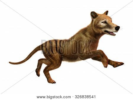 3D Rendering Thylacine On White