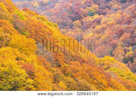 Autumn Fall Landscape of Forest and woods around Jogakura Ohashi Bridge in Aomori Tohoku Japan