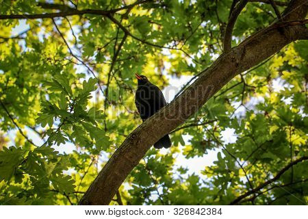 Portrait Detail Of A Blackbird, Blackbirds Are Songbirds