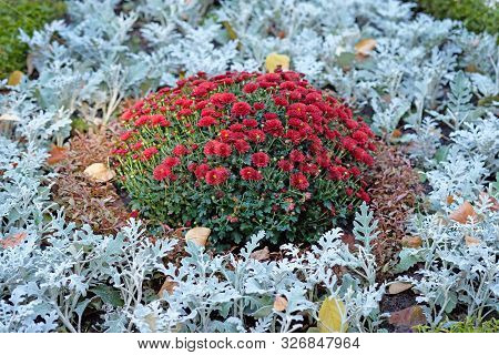 Bush Of Chrysanthemums Surrounded By Silver Cineraria On A Flower Bed In An Autumn Park. A Flower Be