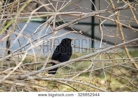 Portrait Detail Of A Blackbird, Blackbirds Are Songbirds