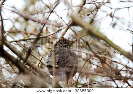 Portrait Detail Of A Blackbird, Blackbirds Are Songbirds