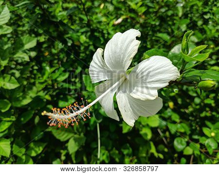 Hibiscus Waimeae Is A Species Of Flowering Plant In The Okra Family, Malvaceae, That Is Endemic To T