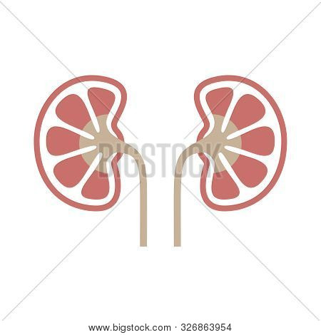 Kidneys Human Organ Icon. Sign Human Kidneys. Kidneys Symbol Isolated On White Background. Vector Il
