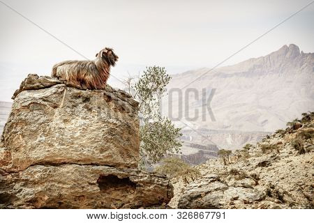 Arabian tahr or mountain goat resting on a rock at Jebel Shams in Oman