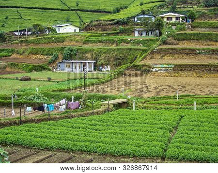 Nuwara Eliya, Sri Lanka - Aug 15, 2005: Family Of Poor Farmer Lives In A Loam Hut In The Terracced F