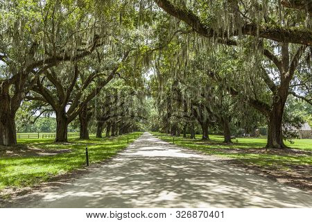 Mt.  Pleasant, Usa - Jul 21, 2010: Beautiful Oak Way In South Carolina At Boone Hall Plantation.