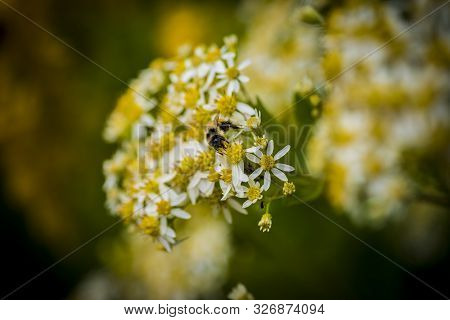 Honey Bees On Parasol Whitetop Wildflowers In The Chequamegon National Forest.