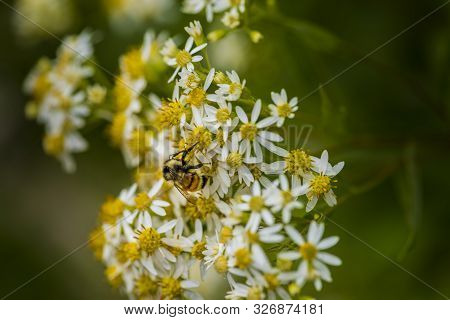 Honey Bees On Parasol Whitetop Wildflowers In The Chequamegon National Forest.