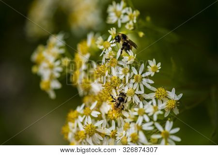 Honey Bees On Parasol Whitetop Wildflowers In The Chequamegon National Forest.