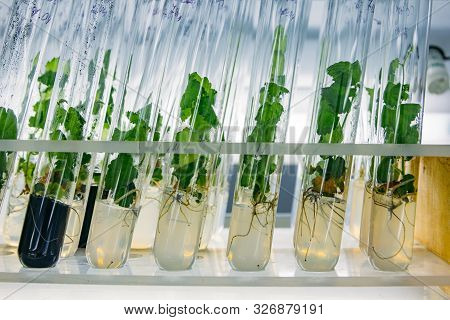 Cloned Decorative Micro Plants In Test Tubes With Nutrient Medium. Micropropagation Technology In Vi