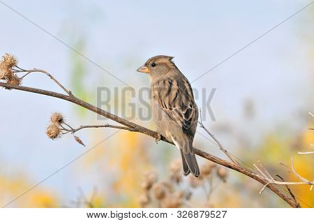 Sparrow Sitting On A Dry Branch Of A Large Burdock, Female. The House Sparrow (passer Domesticus) Is