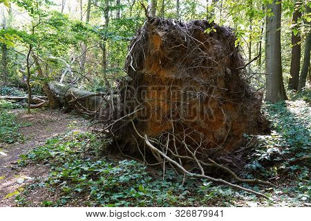 Uprooted Tree After Storm Damage Left To Rot In Natural Forest