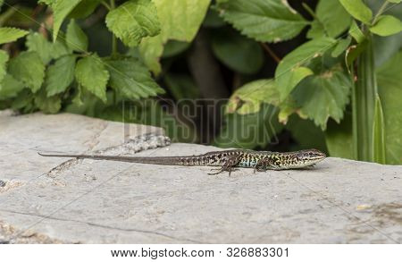 Balkan Wall Lizard (podarcis Tauricus), Kefalonia, Greece