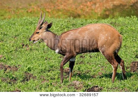 Bushbuck Antelope