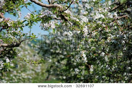 fiore di Apple