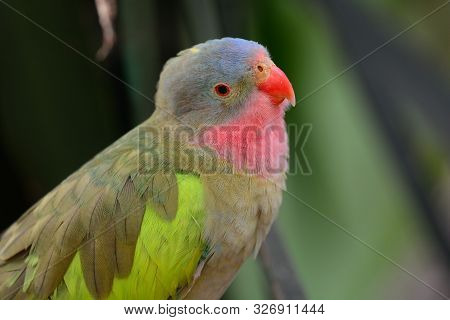 Princess Parrot (polytelis Alexandrae)