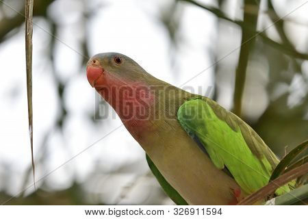 Princess Parakeet (polytelis Alexandrae)