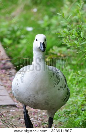 Front View Of An Upland Goose (chloephaga Picta)