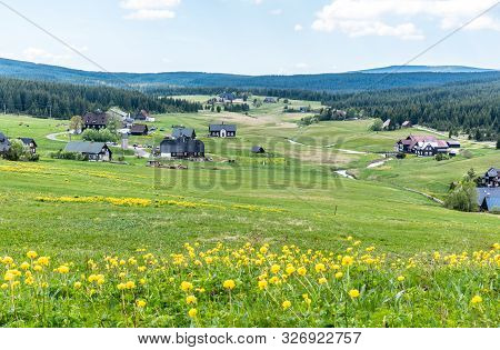 Meadow Of Yellow Globe-flowers, Trollius Europaeus In Jizerka Village, Czech Republic