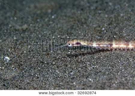 Rotes Meer-Seenadel (Corythoichthys sp.)