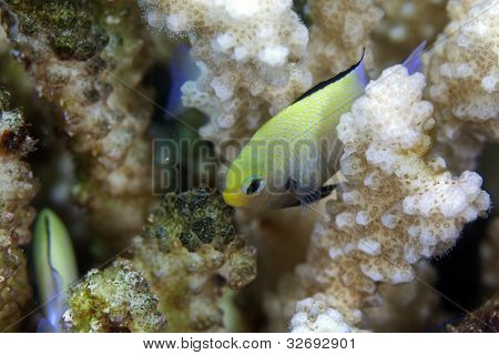 Mar rosso fa (fa marginatus).