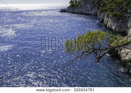 Tree In Front Of Blue Turquoise Water Of Calanque National Park, South France