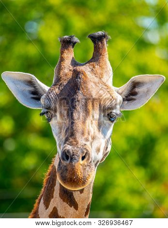Giraffe Head Close-up. Deatiled View Of African Wildlife