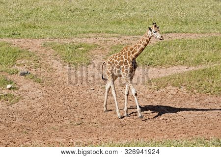 The Young Giraffe Is Looking For A Trre To Nobble On.