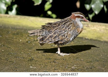 The Buff Banded Rail Is Fluffing His Feathers To Keep Cool