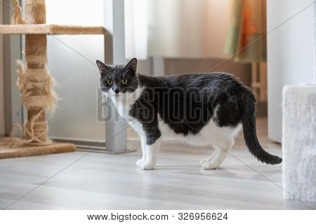 Inddors View Of A Black And White Cat Looking At Camera