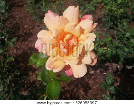 Pink And Orange Cream Garden Rose In The Spring