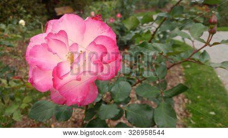 A Full Bloomed Pink And White Flower On Green Leaves. Flowers, Close