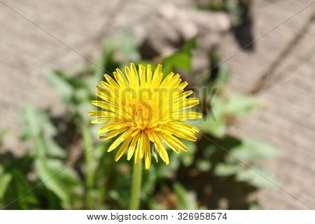 A Yellow Dandelion Close-up	Growing On A Sidewalk