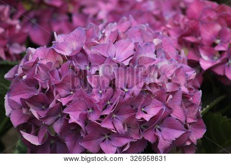 Close Up View Of Purple Hydrangea Garden Flowers