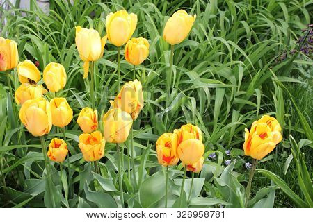Yellow Summer Garden Tulip Flowers On Green Leaves