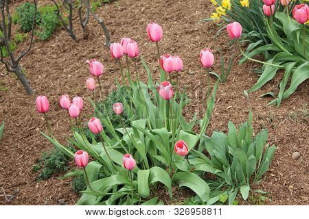 Pink White Summer Garden Tulip Flowers In Summer