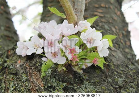 Light Pink And Green Flower Blossom Tree