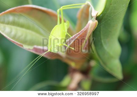 A Green Insect On Plantin The Summer