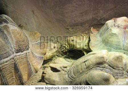 Two Tortoises Face To Face Looking At Each Other