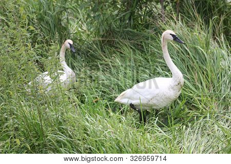 Two Trumpeter Swans, Cygnus Buccinator Face In Marsh Vegetation
