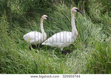 Two Trumpeter Swans, Cygnus Buccinator Face In Marsh Vegetation