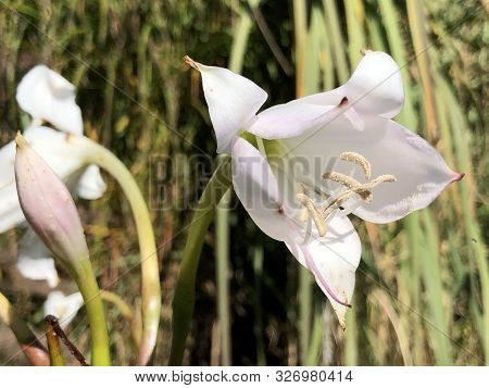 Swamp Lily (crinum X Powellii) Or Hakenlilie - Botanical Garden St. Gallen, Switzerland