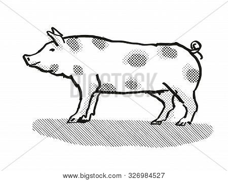 Retro Cartoon Style Drawing Of A Pietrain Sow Or Boar, A Pig Breed Viewed From Side On Isolated Whit