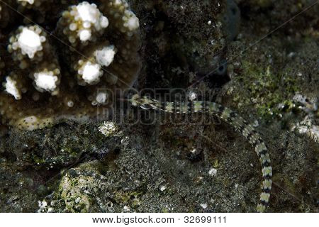 vergoldeten Seenadel (Corythoichthys cf.schultzi) im Roten Meer.