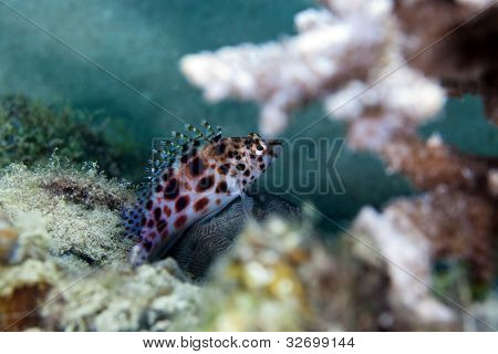 Tündér hawkfish (cirrhitichthys oxycephalus), a Vörös-tengeren.