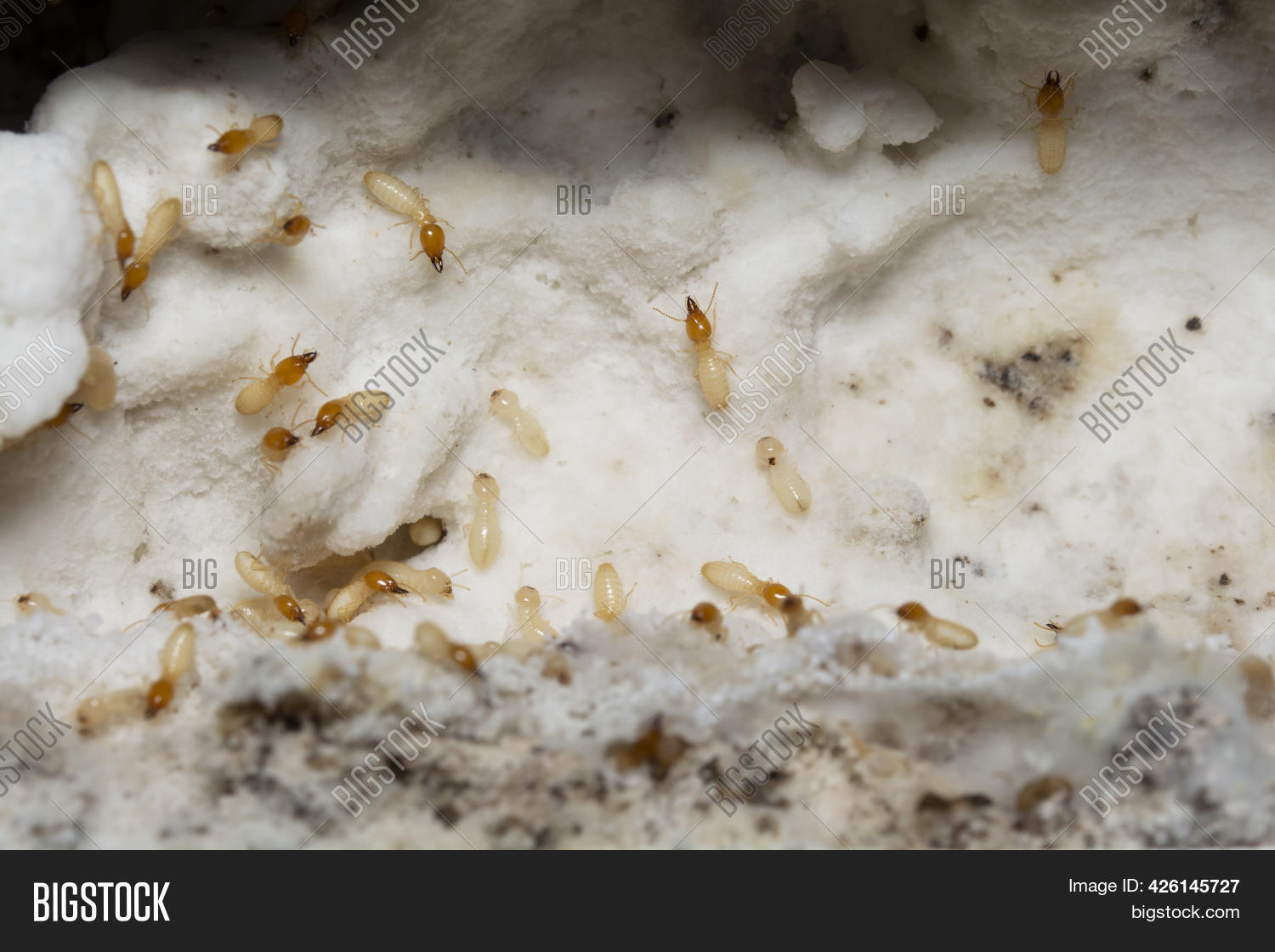 Termites Inside Image & Photo (Free Trial) Bigstock