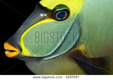 Naso Tang kala