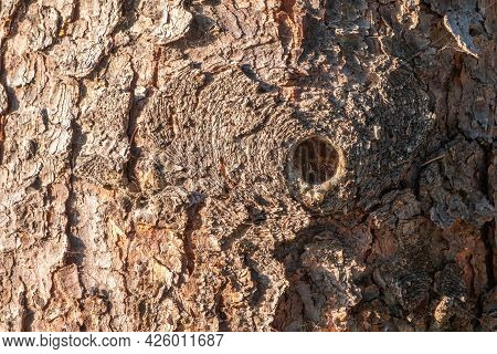 Bark Of Pine Tree. The Texture Of Spruce Bark. Seamless Tree Bark Background. Brown Texture Of The O